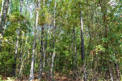 property photo for Willow Grove Tract 1, 5.14 acres for sale in Lamar County, Alabama
