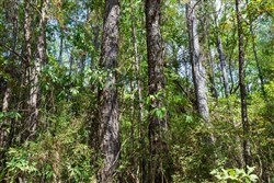 property photo for Willow Grove Tract 1, 5.14 acres for sale in Lamar County, Alabama