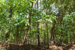 property photo for Willow Grove Tract 1, 5.14 acres for sale in Lamar County, Alabama