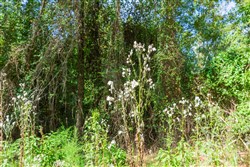 property photo for Willow Grove Tract 1, 5.14 acres for sale in Lamar County, Alabama
