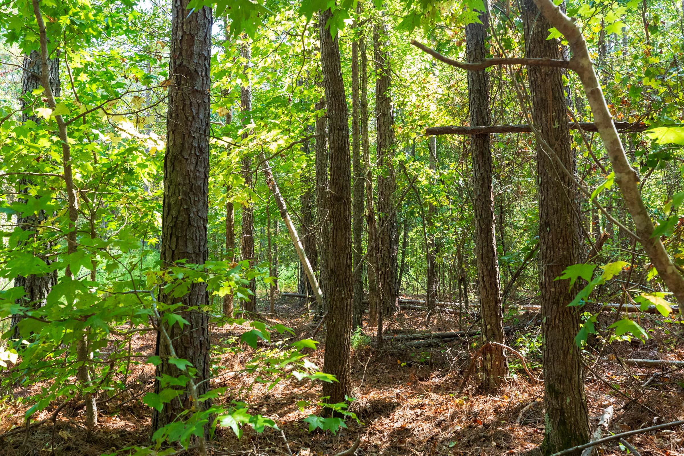 Tract 13 at Willow Grove in Lamar County, Alabama