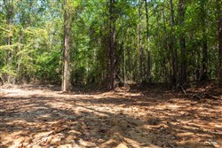 property photo for Willow Grove Tract 14, 5.04 acres for sale in Lamar County, Alabama