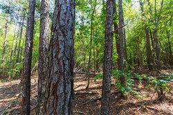 property photo for Willow Grove Tract 14, 5.04 acres for sale in Lamar County, Alabama