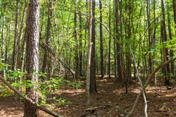 property photo for Willow Grove Tract 14, 5.04 acres for sale in Lamar County, Alabama