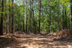 property photo for Willow Grove Tract 14, 5.04 acres for sale in Lamar County, Alabama