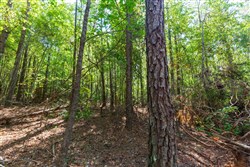 property photo for Willow Grove Tract 14, 5.04 acres for sale in Lamar County, Alabama
