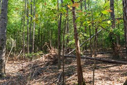 property photo for Willow Grove Tract 14, 5.04 acres for sale in Lamar County, Alabama