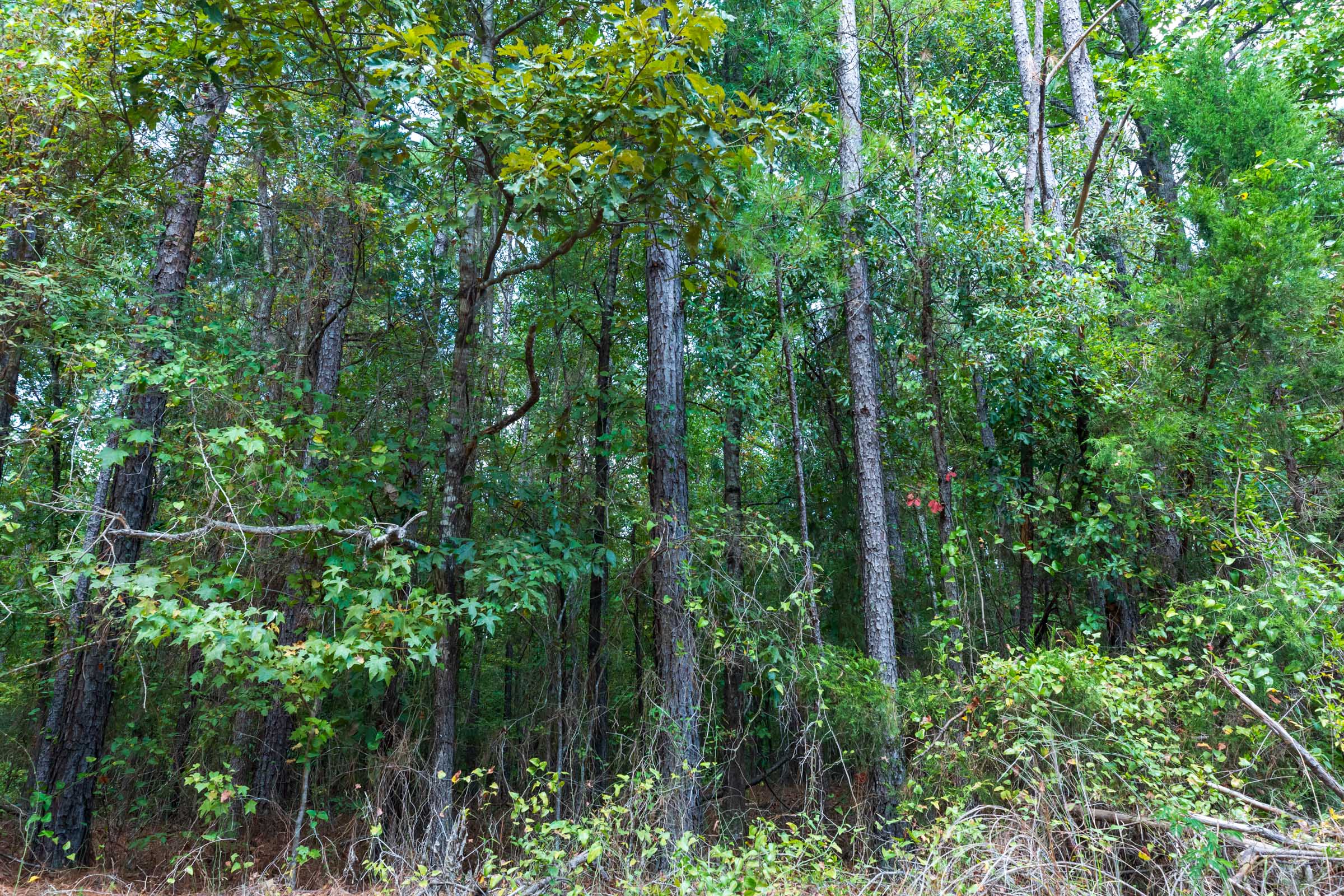 Tract 2 at Willow Grove in Lamar County, Alabama