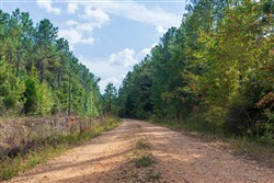 property photo for Willow Grove Tract 4, 6.23 acres for sale in Lamar County, Alabama