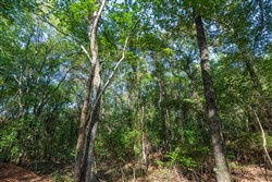 property photo for Willow Grove Tract 4, 6.23 acres for sale in Lamar County, Alabama