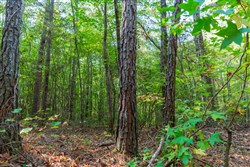 property photo for Willow Grove Tract 4, 6.23 acres for sale in Lamar County, Alabama