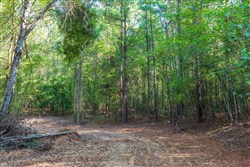property photo for Willow Grove Tract 4, 6.23 acres for sale in Lamar County, Alabama