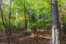 property photo for Willow Grove Tract 4, 6.23 acres for sale in Lamar County, Alabama