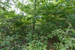 property photo for Springlake Plat 5 Tract 341, 0.19 acres for sale in Miller County, Missouri